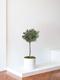 Olive Tree