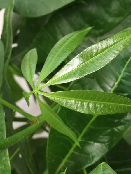 Braided Money Tree