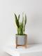 Snake Plant Laurentii