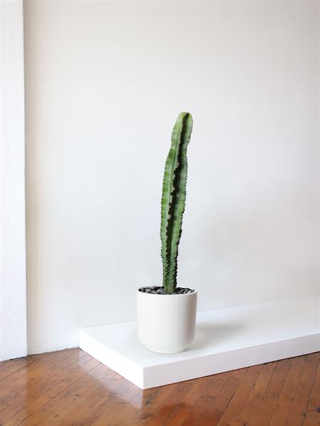 Jade Cactus