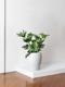 Hope Philodendron