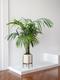 Kentia Palm