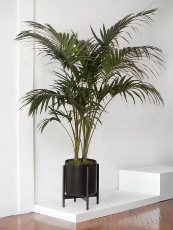 indoor plants picture