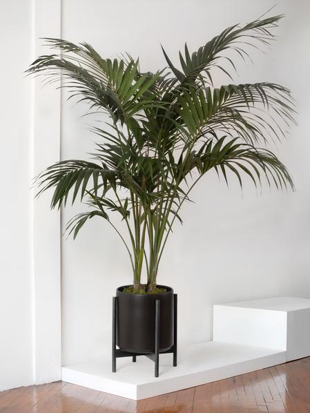 Kentia Palm