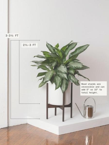 Silver Evergreen