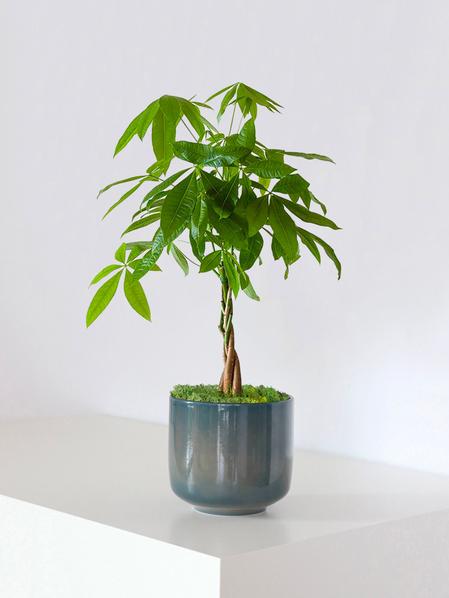 Braided Money Tree