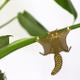 Plant Animal Ecureuil volant