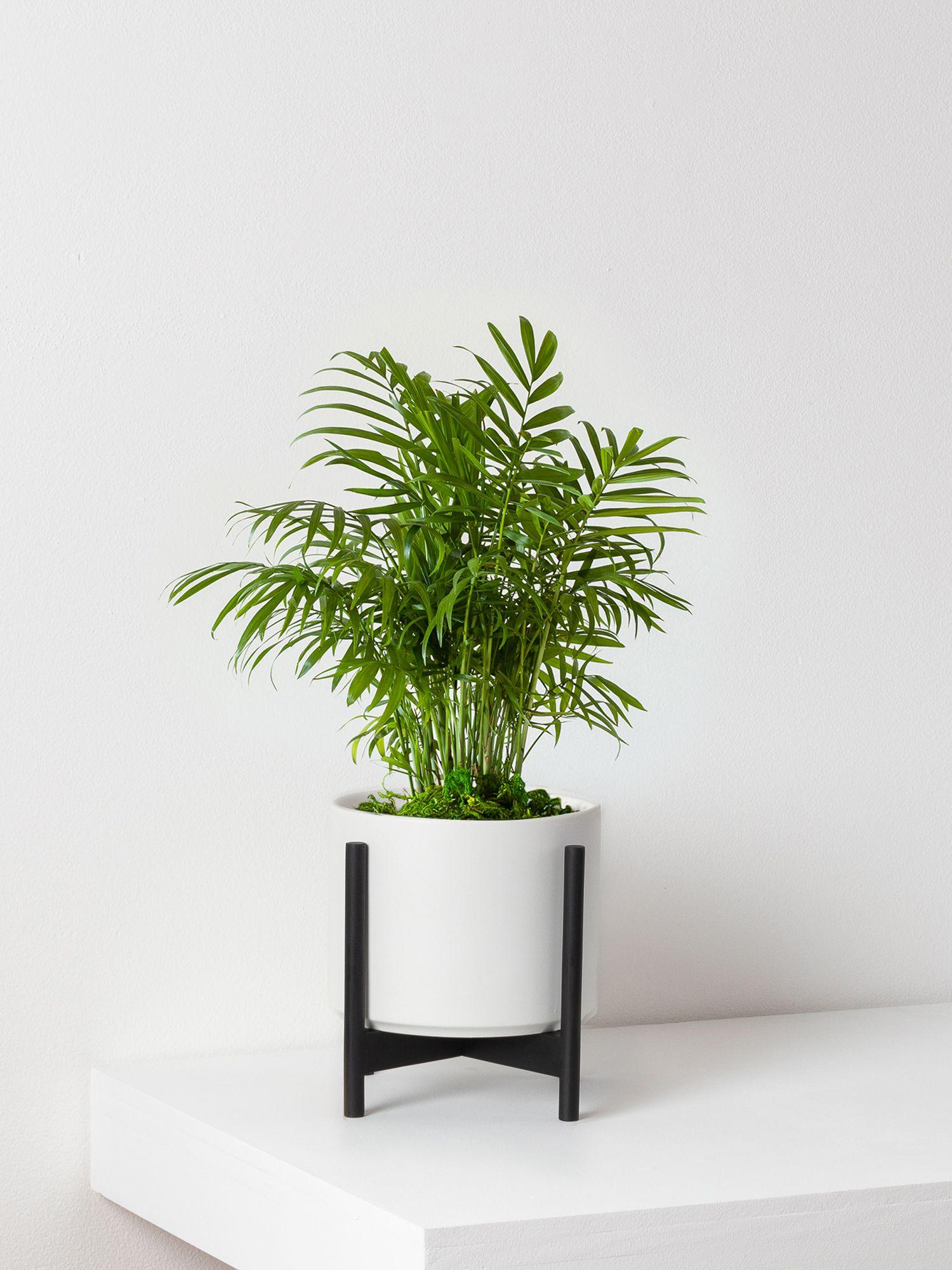 real monstera plant 6-8ft Monstera Deliciosa- NYC, NJ, CT, Boston, Providence, Washington DC,  Baltimore, Philadelphia, Princeton, Long Island, and Upstate NY Local Plant