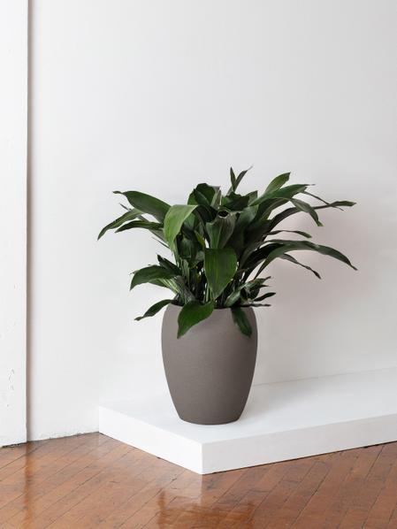 Cast Iron Plant