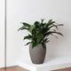 Cast Iron Plant
