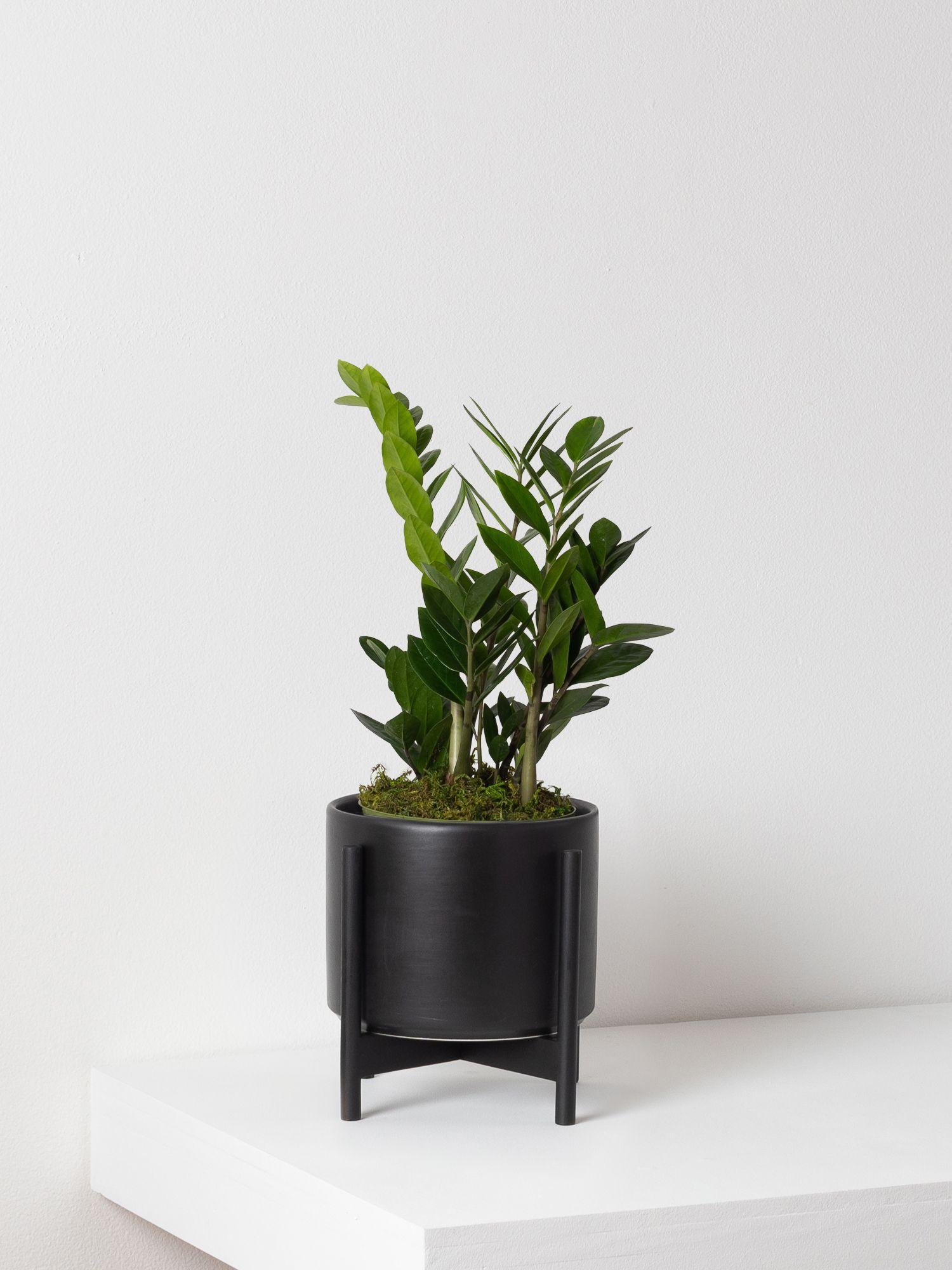 zanzibar-gem-black-mid-century