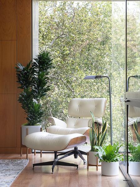 Dracaena Compacta