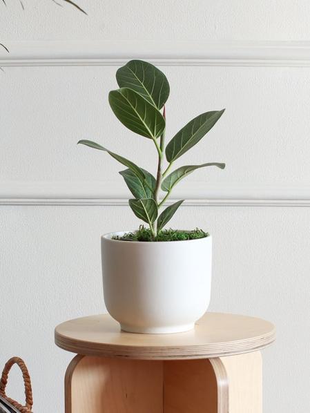 Ficus Audrey Plant