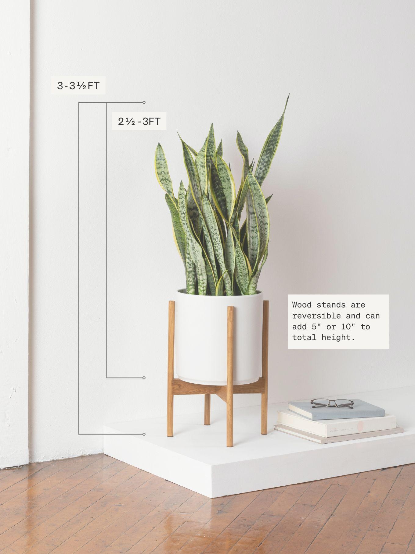 Snake Plant Laurentii