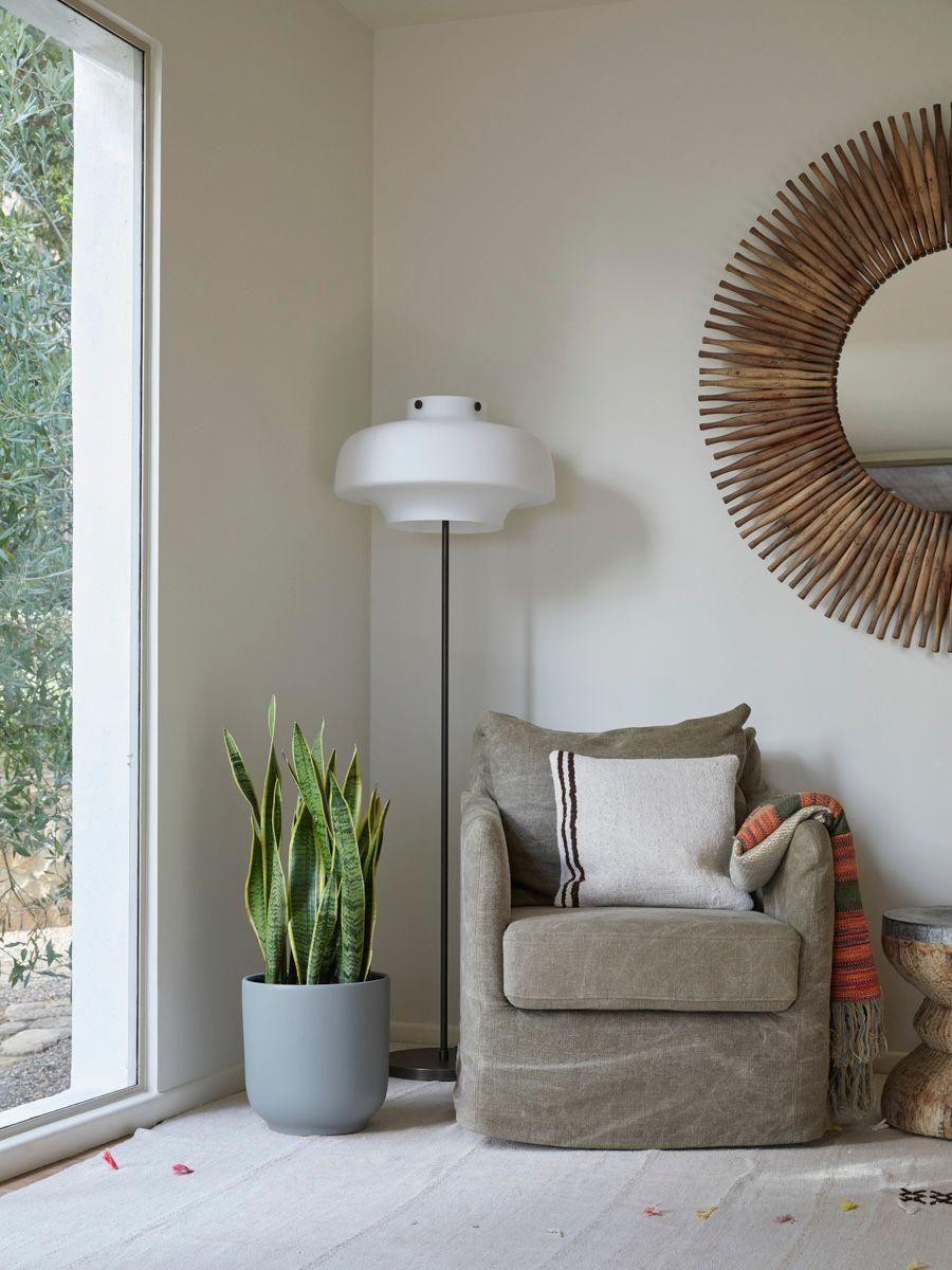 Snake Plant Laurentii