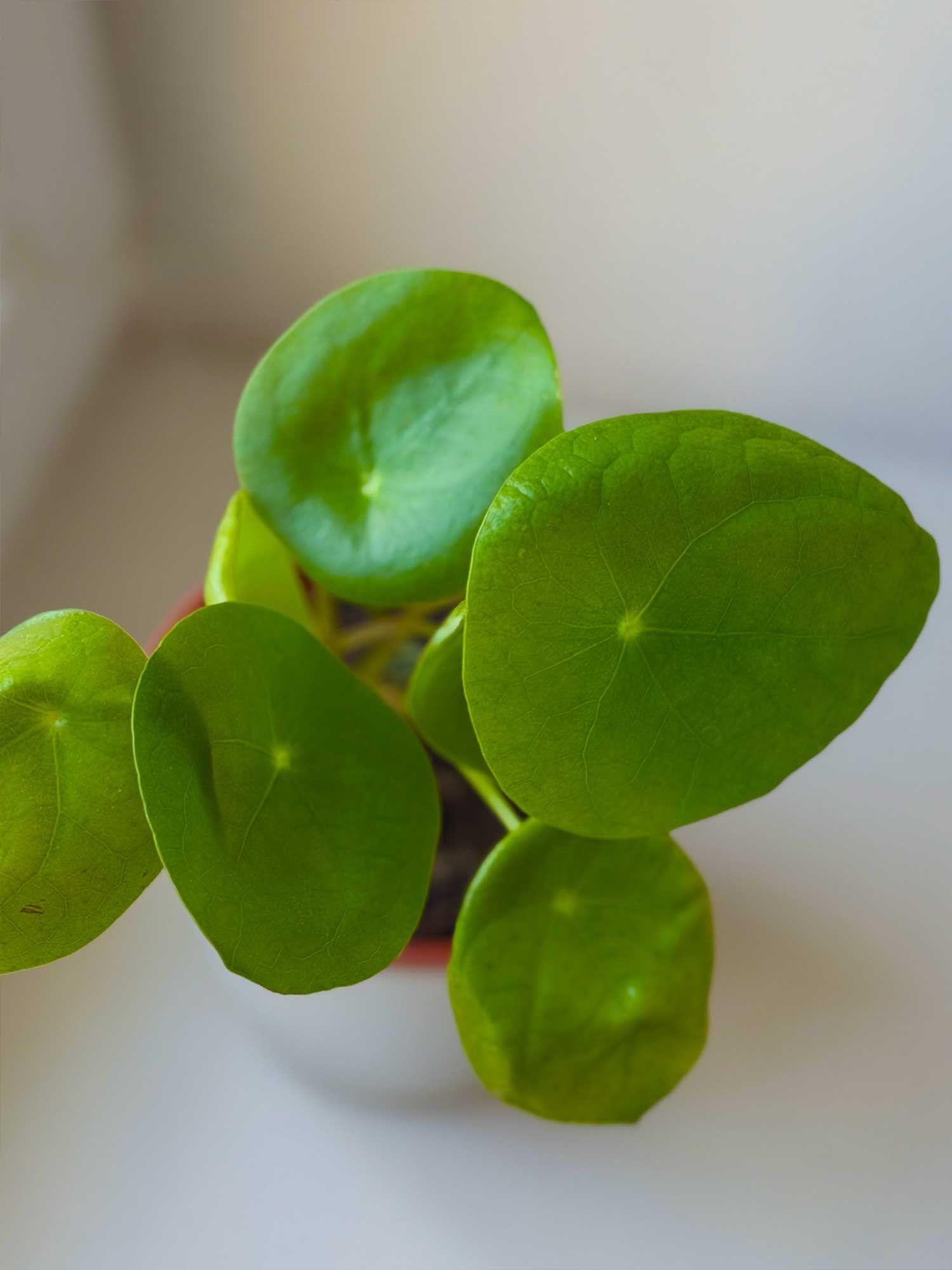 Pilea Peperomioides