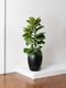 Fiddle Leaf Fig Bush