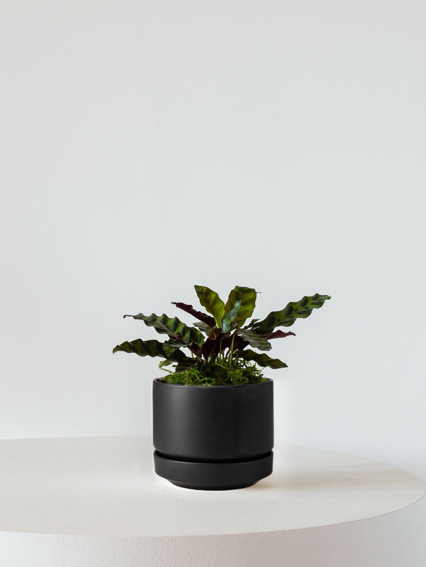 Calathea Rattlesnake