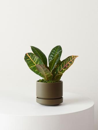 indoor plants picture