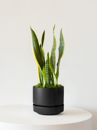 indoor plants picture