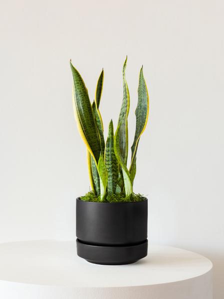 Snake Plant Laurentii