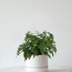 Maidenhair Fern