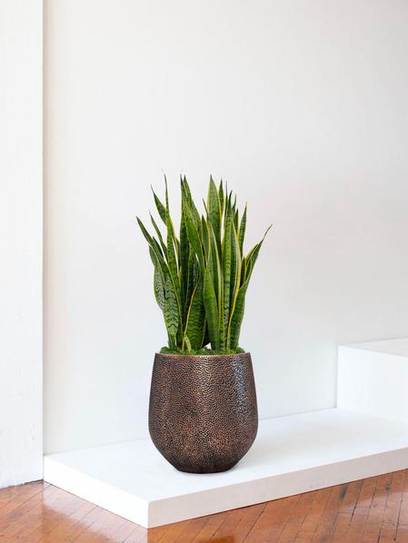 Snake Plant Laurentii