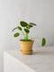 Pilea Peperomioides