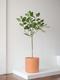 Ficus Audrey Tree
