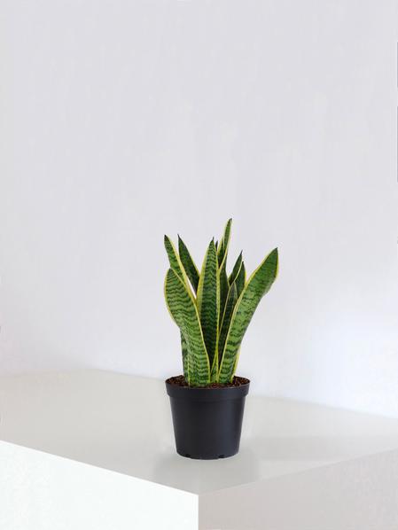 Sansevieria Laurentii