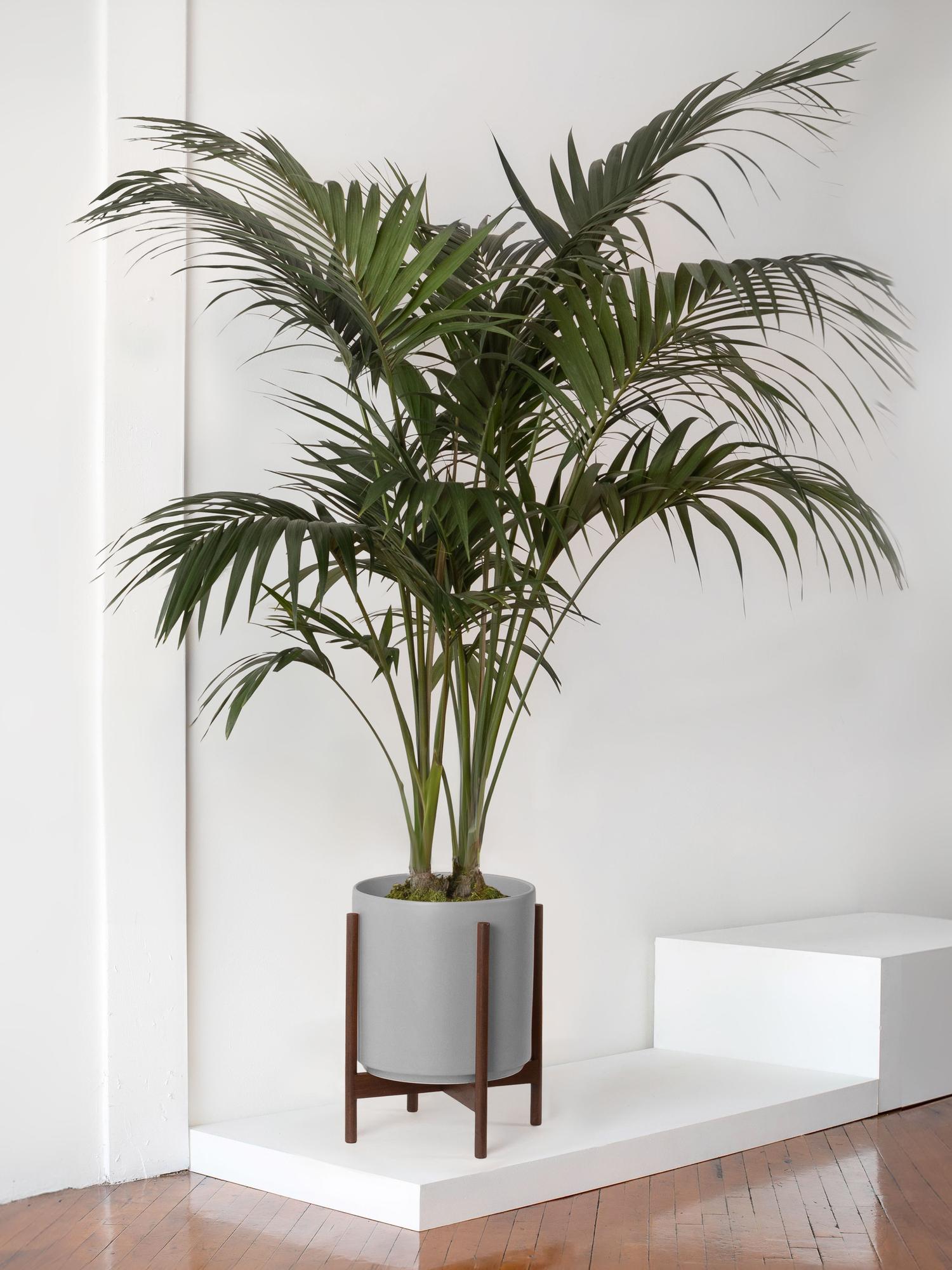 Kentia Palm - Gray Ceramic & Dark Stand