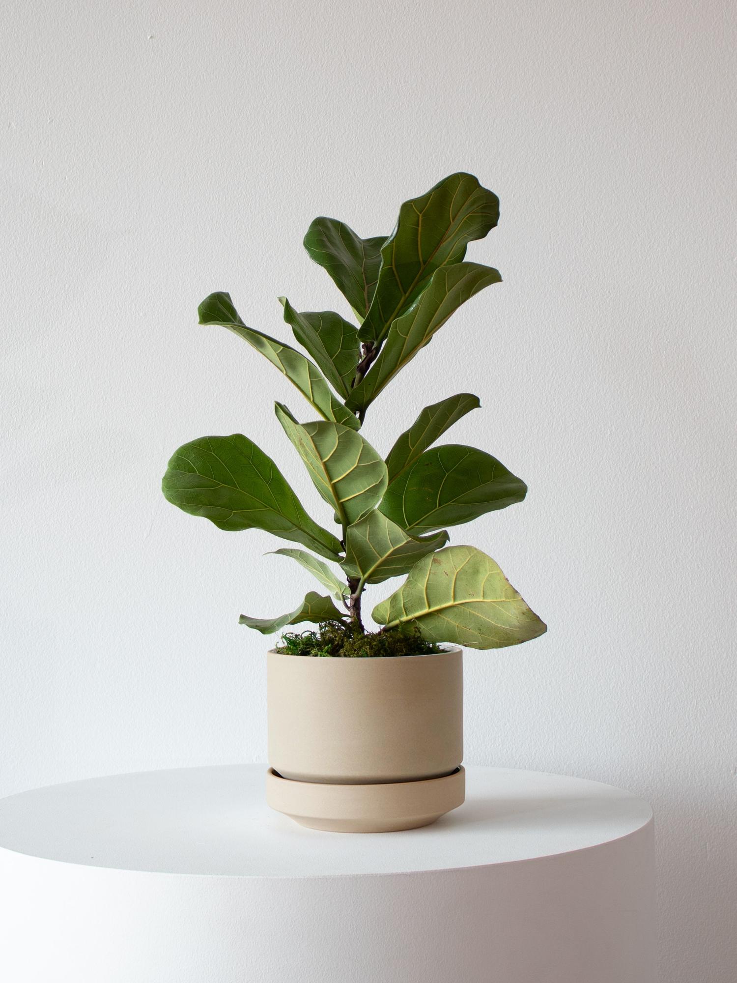 Fiddle Leaf Fig Plant Medium (1  ft tall) + Scandinavian Ceramic Pot |  Lon & George