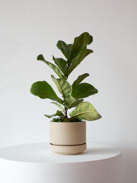Fiddle Leaf Fig Plant