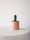 Mexican Fence Post Cactus