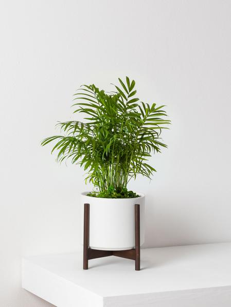 Parlor Palm