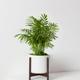 Parlor Palm