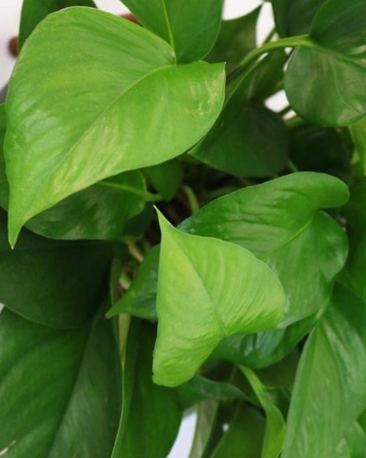 Cascading Pothos Medium (1-1 ½ ft tall) – Felt Sleeve, potted plant ...