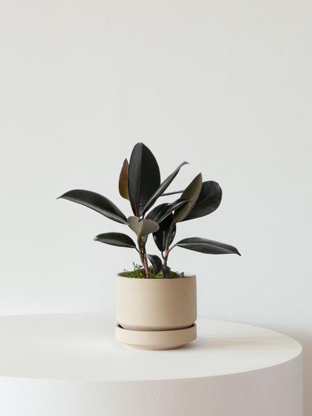 Rubber Plant