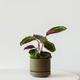 Calathea Medallion