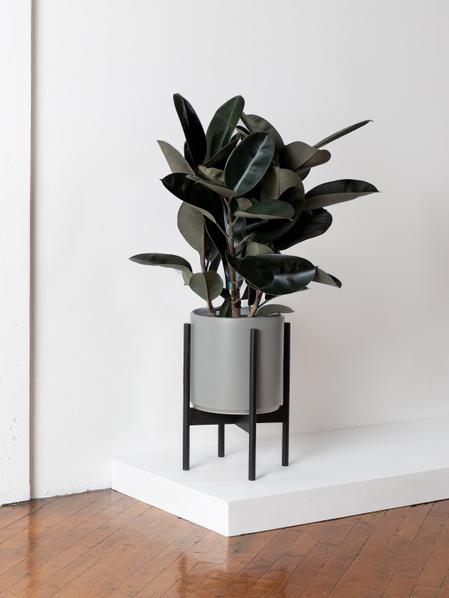Rubber Tree