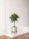 Ficus Benjamina