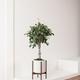Ficus Benjamina