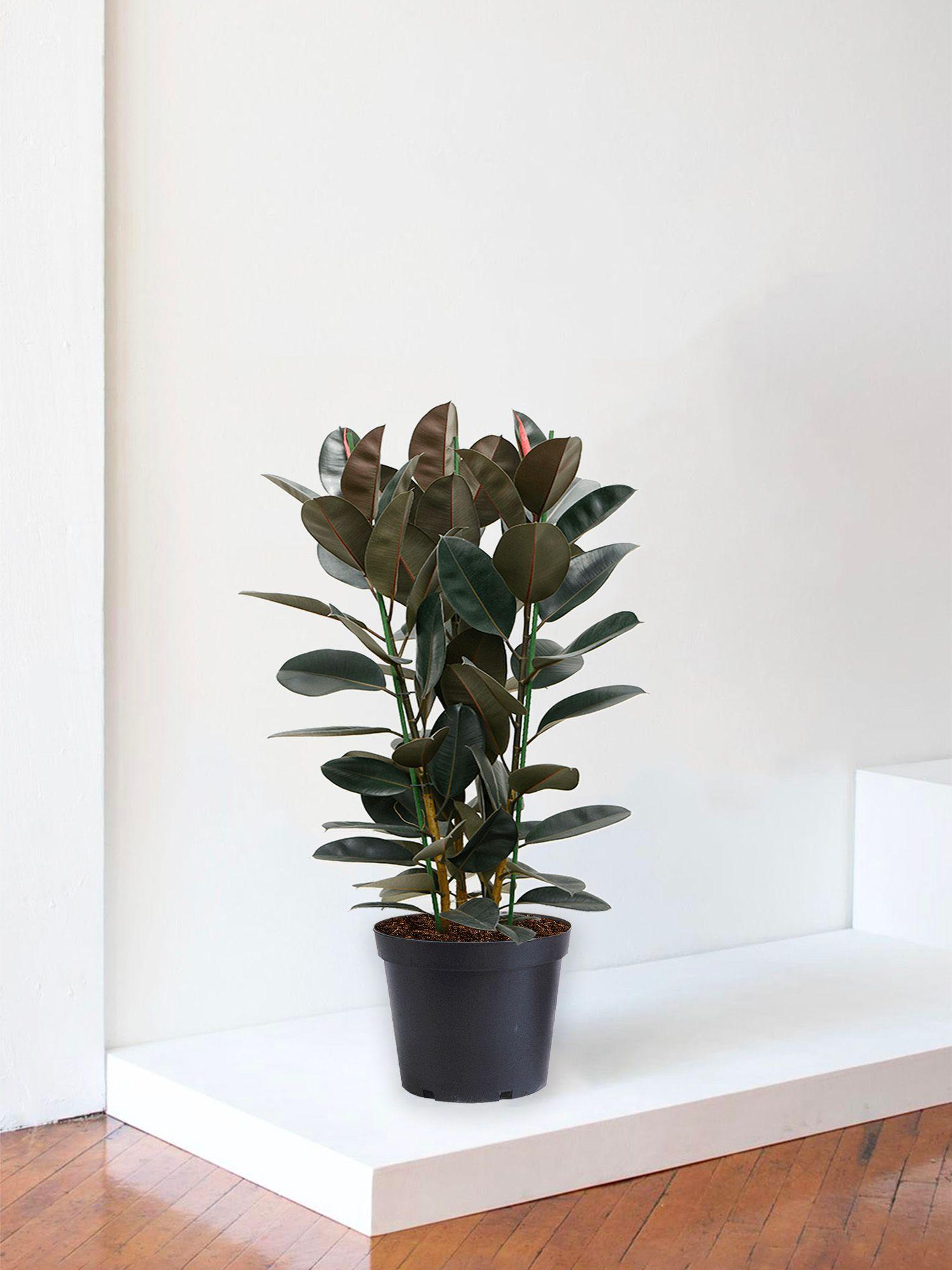 Ficus Elastica Abidjan