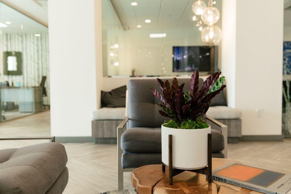 Calathea Rattlesnake