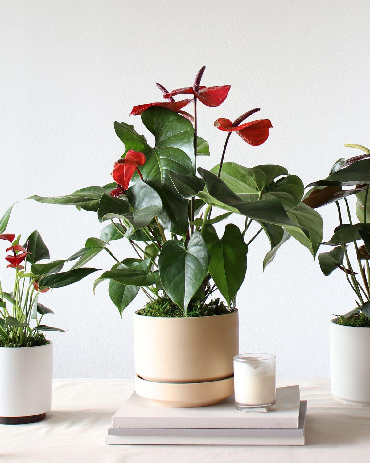 King of Hearts Anthurium Medium (1-2ft tall) – Midnight Scandinavian ...