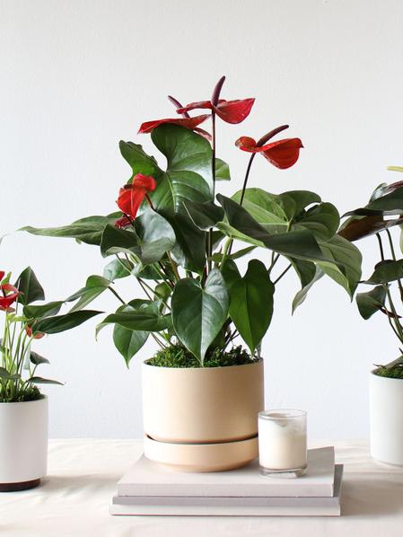 King of Hearts Anthurium