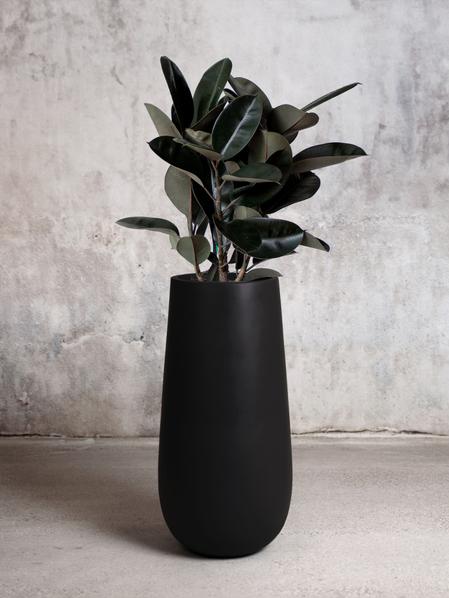 Rubber Tree