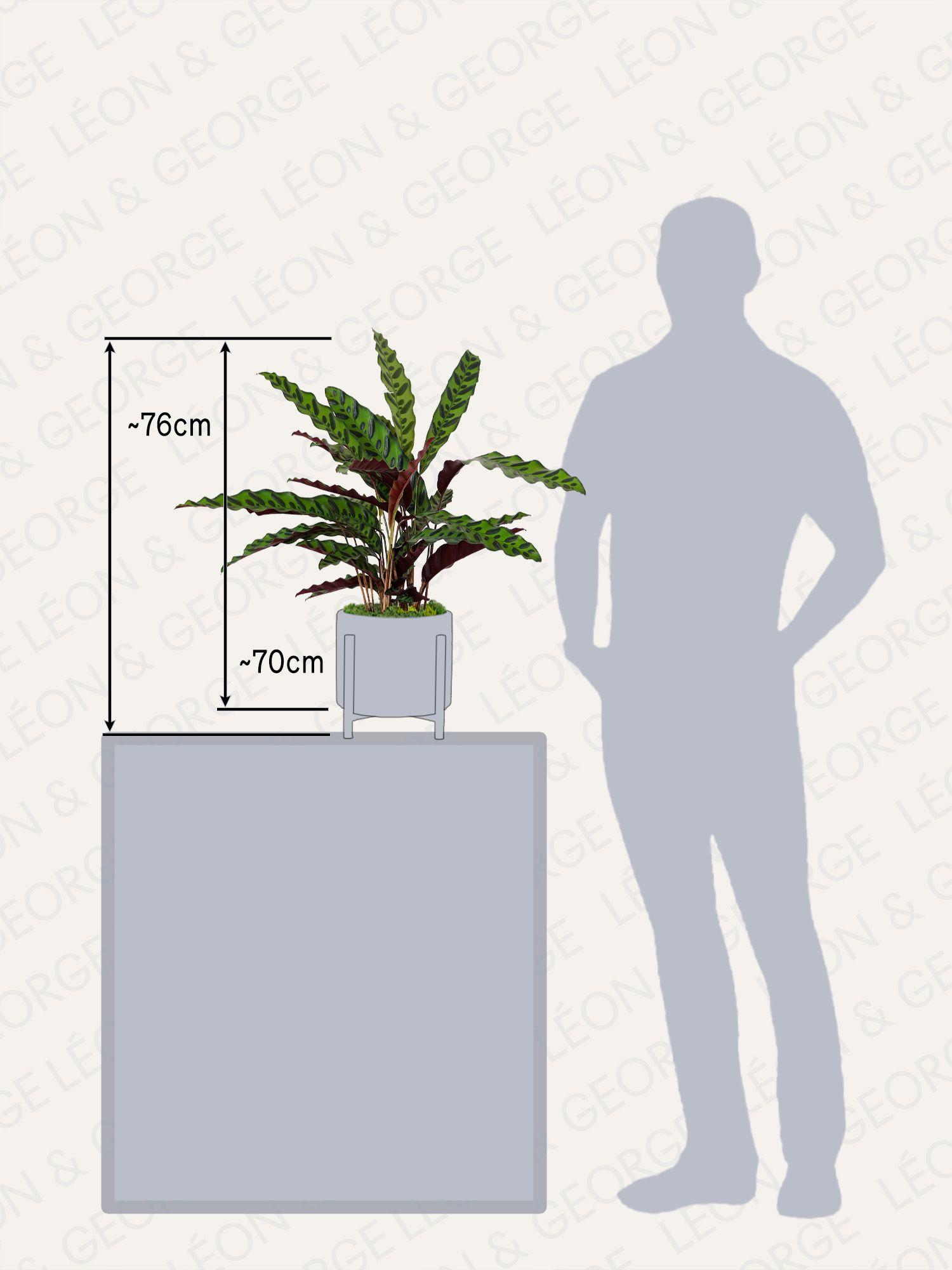 Calathea Paon de Rio