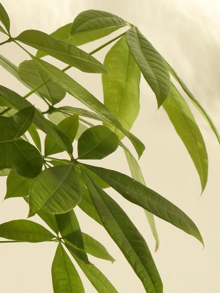 Braided Money Tree