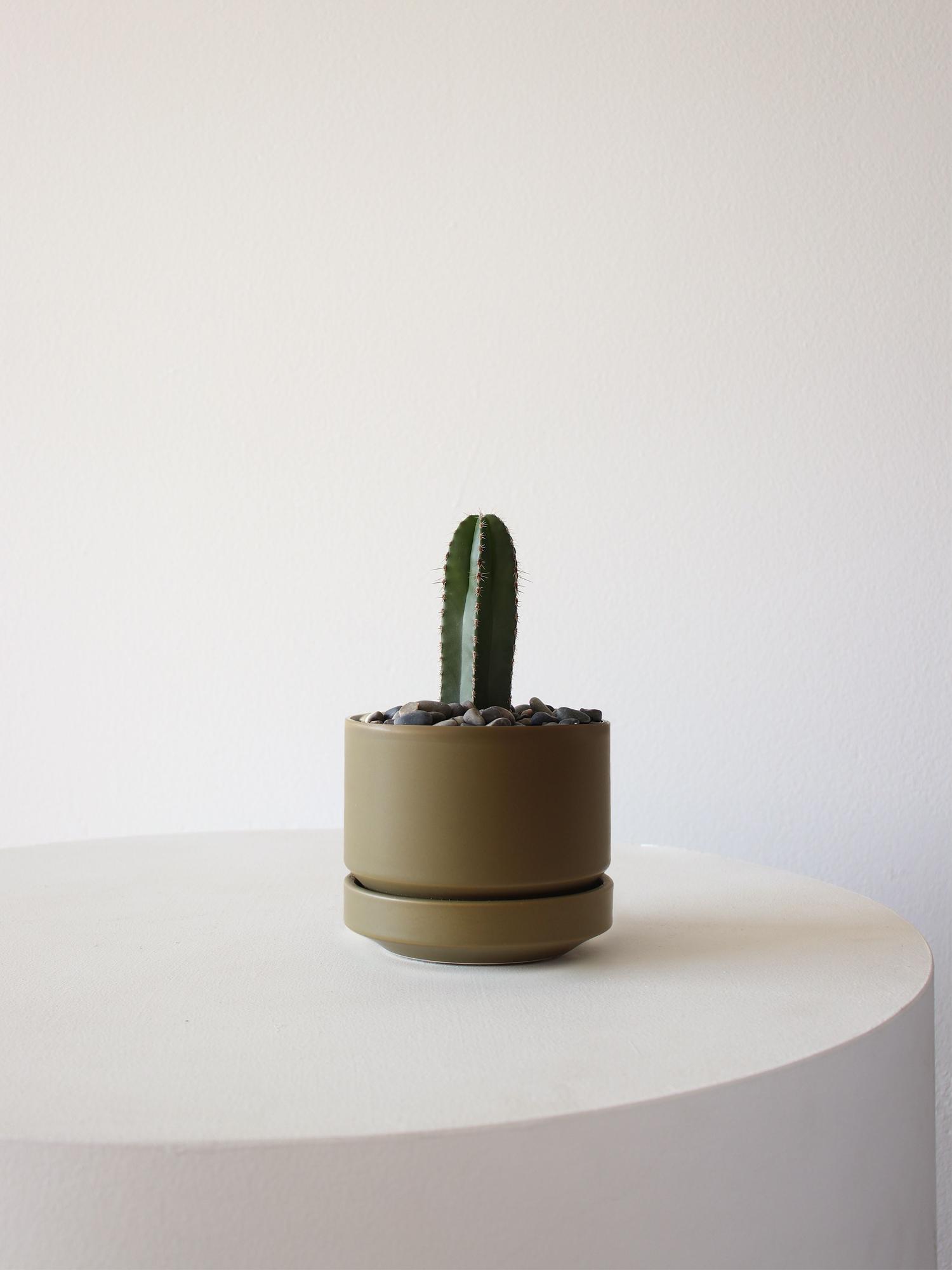 succulent plants for terrariums Succulent Terrarium DIY Kit  Full Moon Glass Terrarium Large Planter